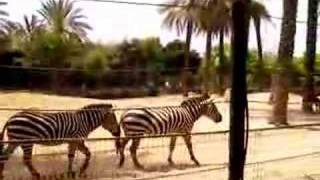 Zebras at the Zoo [upl. by Gunthar]