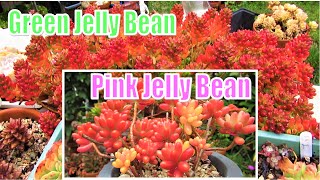 How to Grow and Propagate Pink Jelly Beans  Sedum rubrutinctum Aurora [upl. by Lochner716]