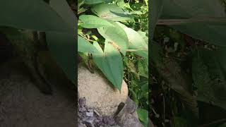 Small Insect With Hair🦗 shorts nature viral insect [upl. by Sophia]