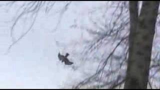 Falconry with a Redtail Hawk [upl. by Sihun387]