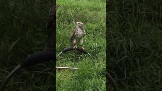 Red tail hawk x goshawk [upl. by Zsamot]