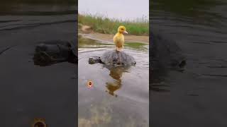 🐶Cuccioli dolcissimi 🥰🐥🐢🐶 cuccioli animal shortsyoutube shortsvideo shorts [upl. by Medora]