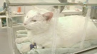 Cat with breathing condition due to asthma [upl. by Michel]