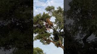 Leopard and Lion Fight Over a Carcass in a Tree With Unexpected Ending [upl. by Berlinda834]