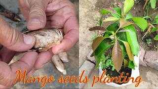 Growing Mango Tree From Seed Time Lapse How To Germinate Mango Seeds Mango Seeds Planting [upl. by Bartie]