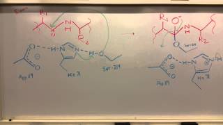 Pancreatic Elastase [upl. by Yerggoeg]