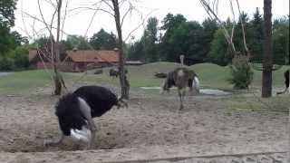 Wrocław Zoo Poland Ostriches  Strusie afrykańskie [upl. by Eiramyma]