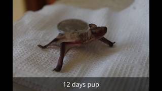 Bat Pipistrellus kuhlii pup feeding in captivity Kharkiv Ukraine [upl. by Itram]