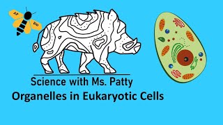 Organelles in Eukaryotic Cells AP Biology Unit 2 [upl. by Anyrb159]