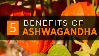 Ashwagandha Benefits Dosage amp Side Effects 2020 [upl. by Uah162]