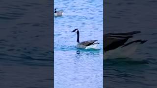 best goose landing in water goosehunt shortsvideo youtubeshorts [upl. by Arbe631]