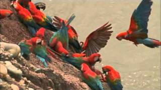 Macaw Breeders Podcast 11 [upl. by Hewitt]