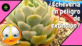 Conoce los cuidados de la Echeveria elegans y ayuda a seguir preservándola [upl. by Hazaki]