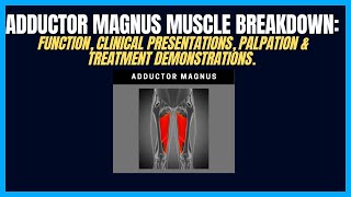 Adductor Magnus Muscle Breakdown A Common Culprit Of Hip Dysfunction [upl. by Dnar274]