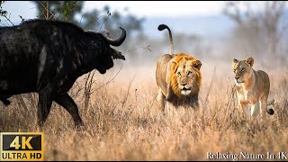 4K African Wildlife Bwabwata National Park Namibia  Scenic Wildlife Film With Real Sounds [upl. by Mcclelland3]