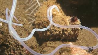 Sea Cucumber Ejecting Cuvierian Tubules [upl. by Attah]