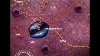 DNA Transcription overview [upl. by Yezdnil]