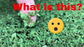 Azolla Best Floating Plant [upl. by Salahi]