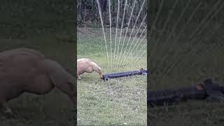 Enten spielen mit dem Wassersprinkler shortvideo shorts duck ente vogel birds tiere animals [upl. by Dennis]