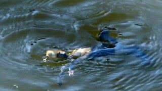 Swimming Blue Crab [upl. by Vipul]