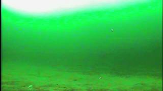 2014 Lake Simcoe Icefishing  Is it Herring or White Fish canada fishingvideo 낚시 캐나다 [upl. by Christen]