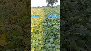 soybean9560 variety Vs Ruchi soybean variety [upl. by Cyrilla]