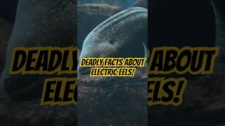 Deadly Facts About Electric Eels ⚡🐍 Shocking Secrets of Electric Predator animals electriceel [upl. by Auqinimod]