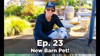 New Barn Dog Gala Announcement Horse Lesson amp More  Ep 23 [upl. by Dahraf]