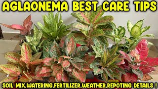 Aglaonema plant care fertilizer repotting soil mix water requirements valentine aglaonema [upl. by Noret]