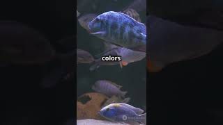 The Unique Story of Flowerhorn Cichlid Fish shortsvideo shorts fishing fish marine ocean usa [upl. by Alisha240]