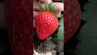 How to Grow Strawberry Plants at Home 🍓 plants farming shorts [upl. by Eecats]