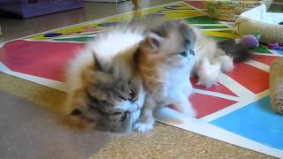 Cute Persian Kitten Power Wash Jitterbug  101211 [upl. by Charbonneau]