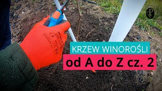 Krzew winorośli od A do Z cz 2 [upl. by Ecyar605]