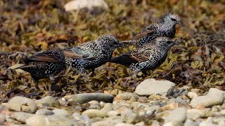 Chesil and Ferrybridge Waders  September 24  2 [upl. by Ram]