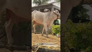 Very powerful ongole Bulls bull [upl. by Anirbed476]