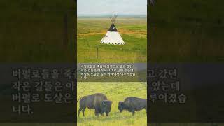 인디언들이 퍼펄로를 사냥하던 절벽인 헤드스매쉬드 버펄로 지대HeadSmashedIn Buffalo Jump 캐나다 [upl. by Pavlish]