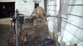 Pitbull Jumps 5Foot Fence [upl. by Yht]