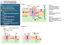 Cell and Molecular Biology Protein Insertion into the ER Membrane [upl. by Saucy873]