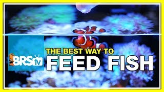 Week 41 Feeding fish  Selecting food for maximum health amp longevity  52 Weeks of Reefing [upl. by Franci]