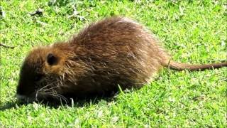 Coipo Myocastor coypus quotCoipitoquot [upl. by Niletak294]