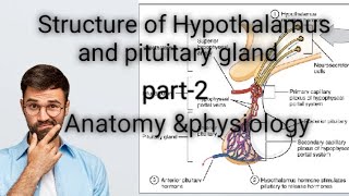 structure of Hypothalamus an pituitary glandendocrine systempart2bsc nursing gnm video [upl. by James590]