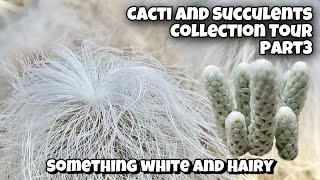 Cactus and Succulent Collection Tour Part 3  Something White and Hairy plants in my Collection [upl. by Dawson533]