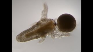 Artemia growth process from nauplii to adultCan see filter feedingmicroscopic video [upl. by Leuamme]