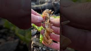 Removing a Parasite From Marina the Shrimp SATISFYING shorts [upl. by Irmina]