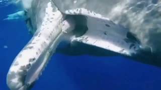 Sperm whale asks a diver to be freed from a fishing hook [upl. by Enamart]