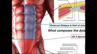 Anatomy of the Rectus Sheath [upl. by Allicerp8]