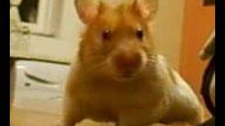 harry the hamster happy birthday video quotSWEARINGquot [upl. by Nraa519]