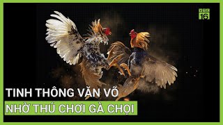 Tinh thông văn võ nhờ thú chơi gà chọi  VTC16 [upl. by Caruso]