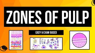 Zones of Pulp  Histology of Pulp  Cells of Pulp  Dental lectures [upl. by Nilyahs456]