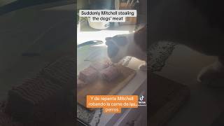 Robando comida  Mitchell stealing the dog’s food cat pets funnypets catsanddogs [upl. by Glenda957]